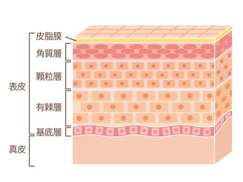 健康的皮膚|皮膚の構造と働き｜正しい知識を押さえてスキンケア 